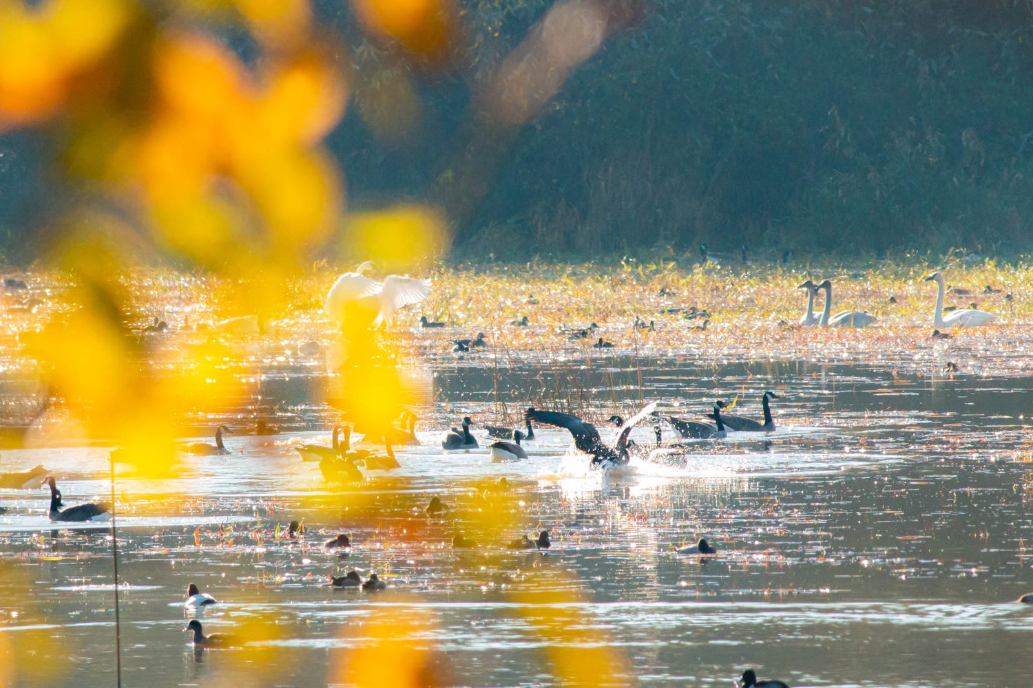 Chronicle staffer Liz Hill captured these photos of waterfowl along the Willapa Hills Trail on Saturday morning.